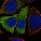 Immunofluorescent staining of human cell line HaCaT shows localization to nuclear bodies, cytosol & centrosome.