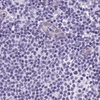 Immunohistochemical staining of human lymph node using Anti-KRT12 antibody HPA055217.