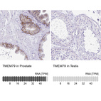 Anti-TMEM79 Antibody