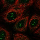Immunofluorescent staining of human cell line MCF7 shows localization to nucleoli fibrillar center.