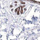 Anti-MRGPRX2 Antibody