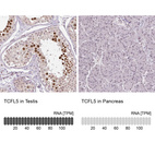 Anti-TCFL5 Antibody