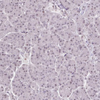 Anti-TCFL5 Antibody