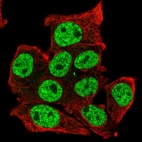 Immunofluorescent staining of human cell line Hep G2 shows localization to nucleoplasm.