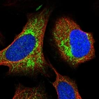 Immunofluorescent staining of human cell line U-2 OS shows localization to mitochondria.