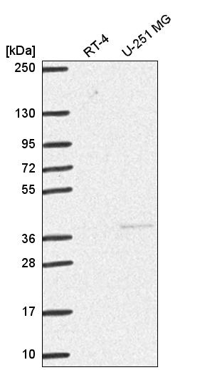 Anti-DNMT3L Antibody