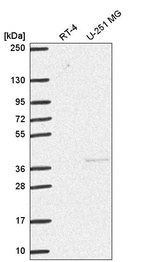 Anti-DNMT3L Antibody