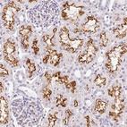 Anti-ASB4 Antibody