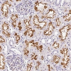 Anti-ASB4 Antibody