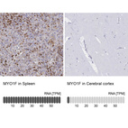 Anti-MYO1F Antibody