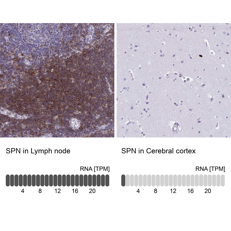 Anti-SPN Antibody