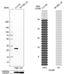Western blot analysis in human cell line U-2 OS and human cell line SK-MEL-30.