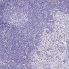 Immunohistochemical staining of human lymph node shows no positivity in non-germinal center cells as expected.