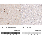 Anti-CALB2 Antibody