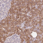 Anti-RPL18A Antibody