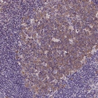 Immunohistochemical staining of human Lymph node shows moderate cytoplasmic positivity in germinal center cells.