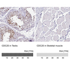 Anti-CDC20 Antibody