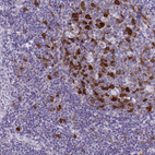 Anti-CDC20 Antibody