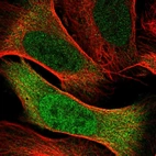 Immunofluorescent staining of human cell line U-2 OS shows localization to nucleoplasm & cytosol.