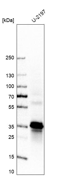 Anti-STX12 Antibody