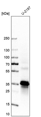 Anti-STX12 Antibody