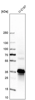 Anti-STX12 Antibody