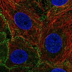Anti-EPS15L1 Antibody