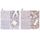 Immunohistochemical staining of human cerebral cortex, gallbladder, liver and testis using Anti-DR1 antibody HPA055308 (A) shows similar protein distribution across tissues to independent antibody HPA050785 (B).
