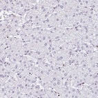 Immunohistochemical staining of human liver shows low expression as expected.