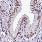 Immunohistochemical staining of human gallbladder using Anti-DR1 antibody HPA055308.