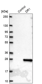Western blot analysis in control (vector only transfected HEK293T lysate) and DR1 over-expression lysate (Co-expressed with a C-terminal myc-DDK tag (~3.1 kDa) in mammalian HEK293T cells, LY419640).