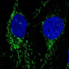 Anti-NLGN2 Antibody