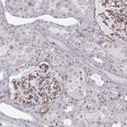Anti-NEURL4 Antibody
