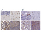 Anti-EEF1G Antibody