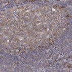 Immunohistochemical staining of human tonsil shows moderate membranous and cytoplasmic positivity in germinal center cells.