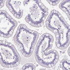 Immunohistochemical staining of human small intestine shows no positivity in glandular cells as expected.