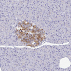 Anti-ZNF561 Antibody