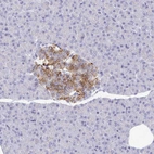 Immunohistochemical staining of human pancreas shows moderate cytoplasmic positivity in islets of Langerhans.