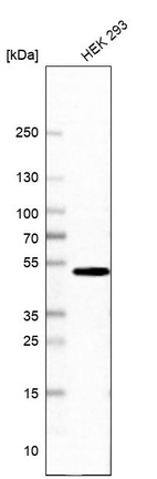 Western blot analysis in human cell line HEK 293.