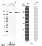 Western blot analysis in human cell line A-549 and human cell line HEK 293.