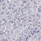 Immunohistochemical staining of human liver using Anti-CABS1 antibody HPA055352.
