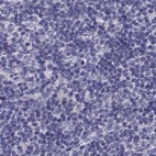 Anti-CABS1 Antibody