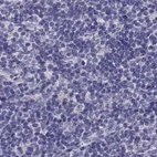 Immunohistochemical staining of human lymph node using Anti-CABS1 antibody HPA055352.