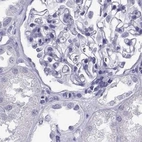 Immunohistochemical staining of human kidney using Anti-CABS1 antibody HPA055352.