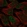 Anti-PKNOX2 Antibody