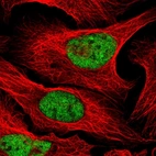 Immunofluorescent staining of human cell line U-2 OS shows localization to nucleoplasm.