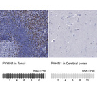 Anti-PYHIN1 Antibody