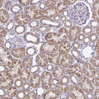 Anti-IFIT1 Antibody