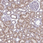Anti-IFIT1 Antibody