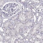 Immunohistochemical staining of human kidney shows weak nuclear positivity in cells in tubules.
